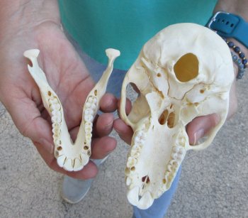 6" Sub-Adult Chacma Baboon Skull (CITES# P-000040541)