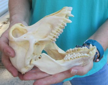 7-1/4" B-Grade Female Chacma Baboon Skull (CITES# P-000040541)
