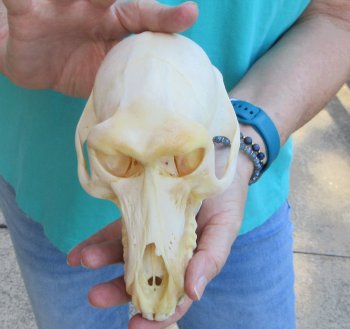 7-1/4" B-Grade Female Chacma Baboon Skull (CITES# P-000040541)