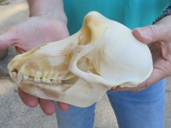 7-1/4" B-Grade Female Chacma Baboon Skull (CITES# P-000040541)
