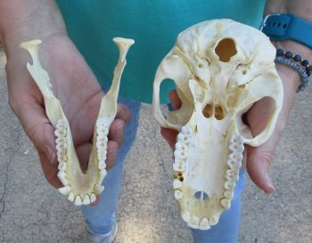 7-1/4" B-Grade Female Chacma Baboon Skull (CITES# P-000040541)