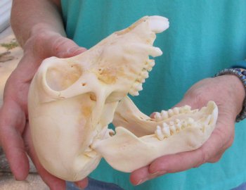 6" Sub-Adult Chacma Baboon Skull (CITES# P-000040541)