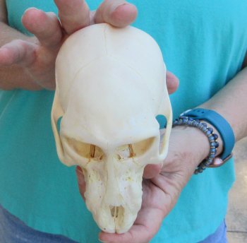 6" Sub-Adult Chacma Baboon Skull (CITES# P-000040541)