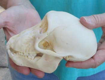 6" Sub-Adult Chacma Baboon Skull (CITES# P-000040541)