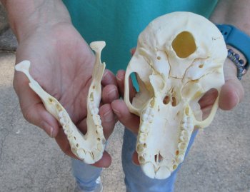 6" Sub-Adult Chacma Baboon Skull (CITES# P-000040541)