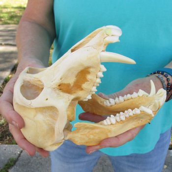 8" B-Grade Sub-Adult Male Chacma Baboon Skull (CITES# P-000040541)