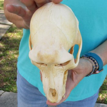 8" B-Grade Sub-Adult Male Chacma Baboon Skull (CITES# P-000040541)