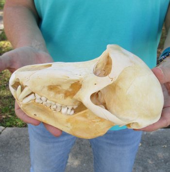 8" B-Grade Sub-Adult Male Chacma Baboon Skull (CITES# P-000040541)