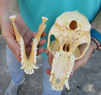 8" B-Grade Sub-Adult Male Chacma Baboon Skull (CITES# P-000040541)