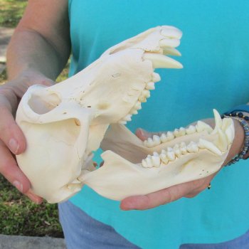 8" Sub-Adult Male Chacma Baboon Skull (CITES# P-000040541)