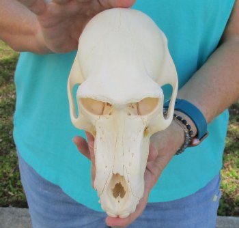 8" Sub-Adult Male Chacma Baboon Skull (CITES# P-000040541)