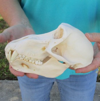 8" Sub-Adult Male Chacma Baboon Skull (CITES# P-000040541)