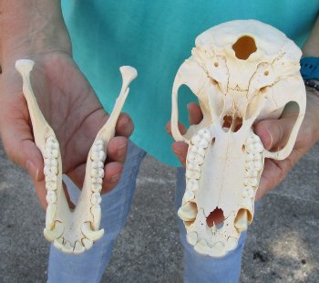 8" Sub-Adult Male Chacma Baboon Skull (CITES# P-000040541)