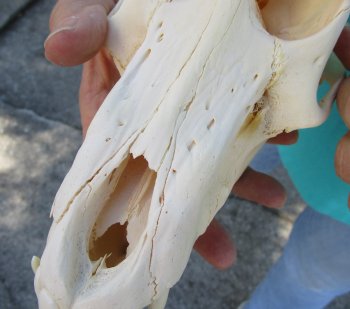 8" Sub-Adult Male Chacma Baboon Skull (CITES# P-000040541)