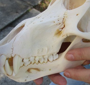 8" Sub-Adult Male Chacma Baboon Skull (CITES# P-000040541)