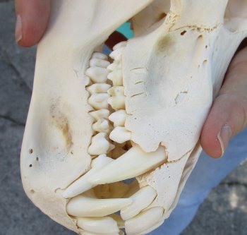 8" Sub-Adult Male Chacma Baboon Skull (CITES# P-000040541)