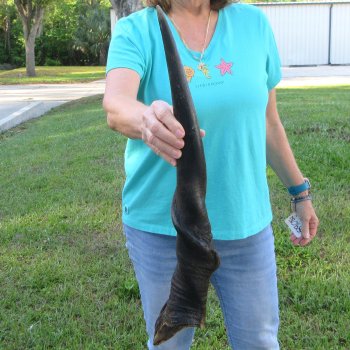 25-1/2" Male Eland Horn 