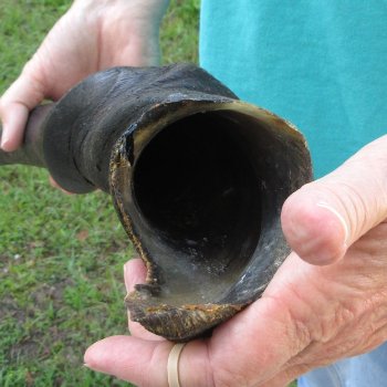 25-1/2" Male Eland Horn 