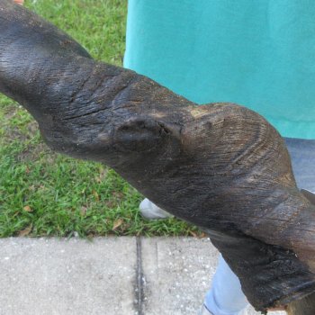 25-1/2" Male Eland Horn 