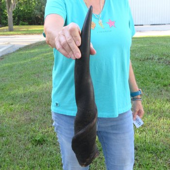 22-1/2" Male Eland Horn 