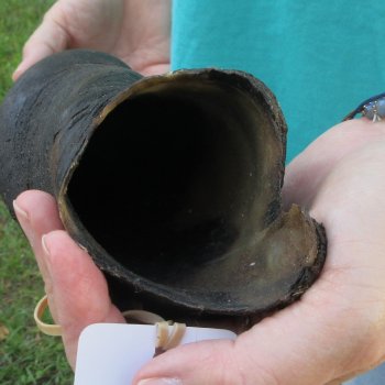 22-1/2" Male Eland Horn 