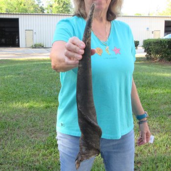 22-1/2" B-Grade Male Eland Horn 