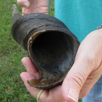 22-1/2" B-Grade Male Eland Horn 