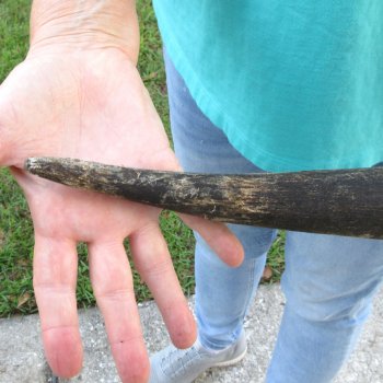 22-1/2" B-Grade Male Eland Horn 