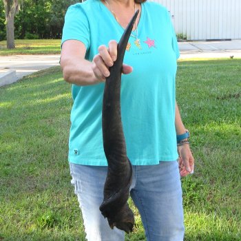 28-1/2" B-Grade Male Eland Horn 