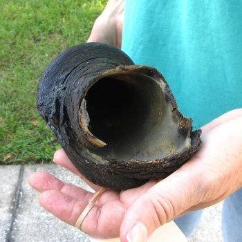 28-1/2" B-Grade Male Eland Horn 