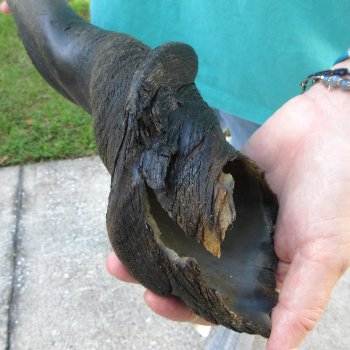 28-1/2" B-Grade Male Eland Horn 