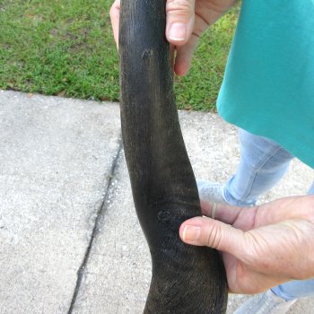 28-1/2" B-Grade Male Eland Horn 