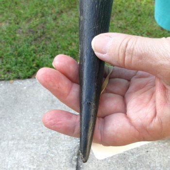 28-1/2" B-Grade Male Eland Horn 