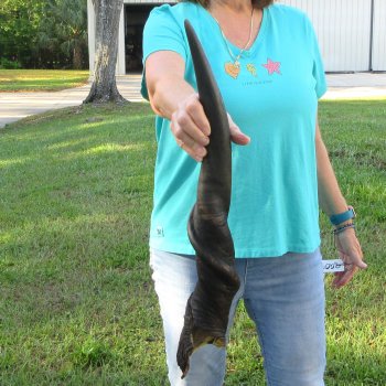 27" B-Grade Male Eland Horn 