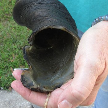 27" B-Grade Male Eland Horn 