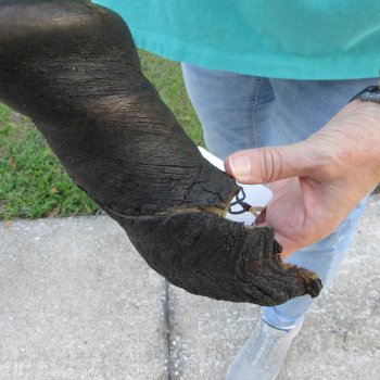 27" B-Grade Male Eland Horn 