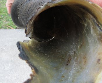 27" B-Grade Male Eland Horn 