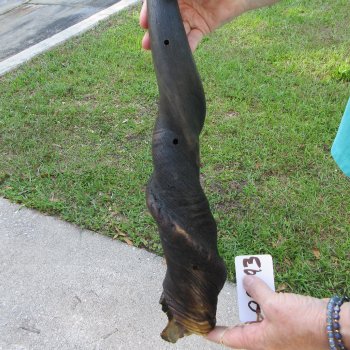 27" B-Grade Male Eland Horn 