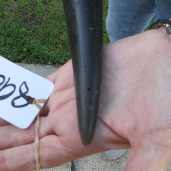 27" B-Grade Male Eland Horn 