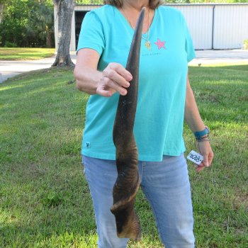 30" B-Grade Male Eland Horn 
