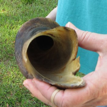 30" B-Grade Male Eland Horn 