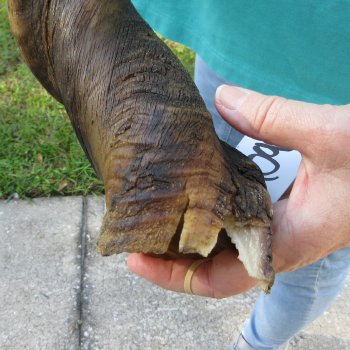 30" B-Grade Male Eland Horn 