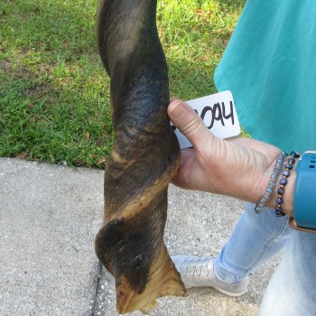 30" B-Grade Male Eland Horn 