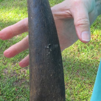 30" B-Grade Male Eland Horn 