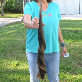 31-1/2" B-Grade Male Eland Horn 