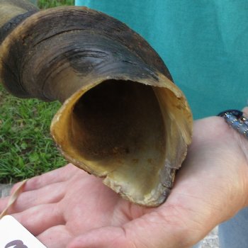 31-1/2" B-Grade Male Eland Horn 