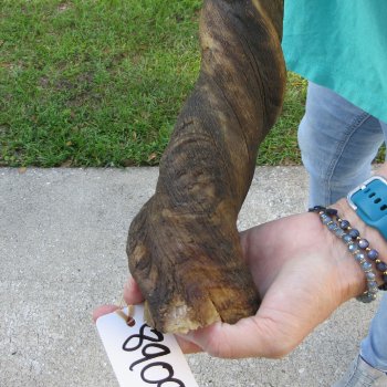 31-1/2" B-Grade Male Eland Horn 