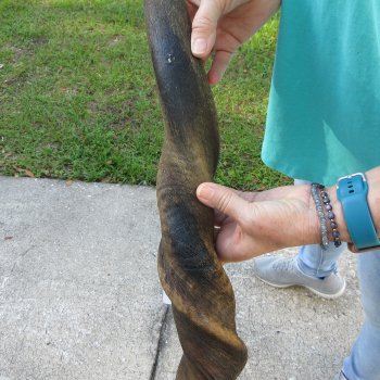 31-1/2" B-Grade Male Eland Horn 