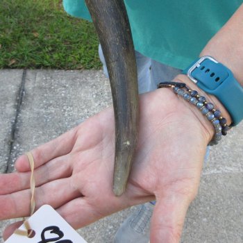 31-1/2" B-Grade Male Eland Horn 