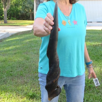 24-1/2" B-Grade Male Eland Horn 